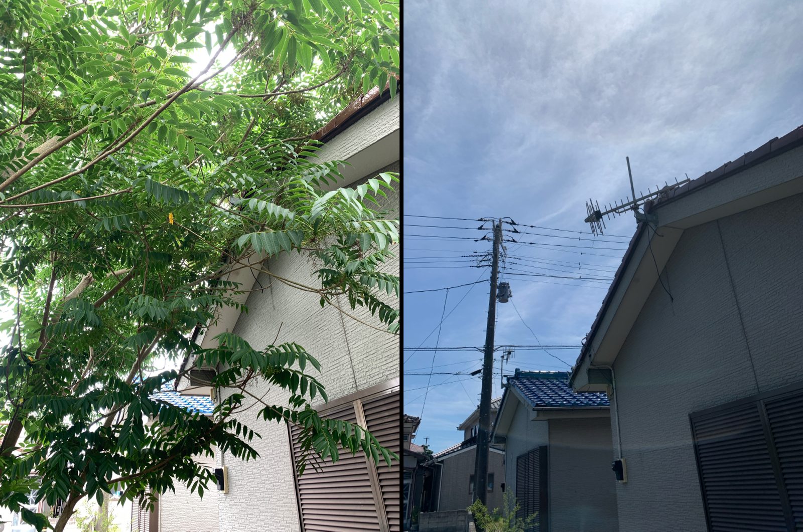 ハゼノキ伐採 施工前後。隣家の屋根に覆い被さっていた木が、伐採後はすっきり片付いた状態に。