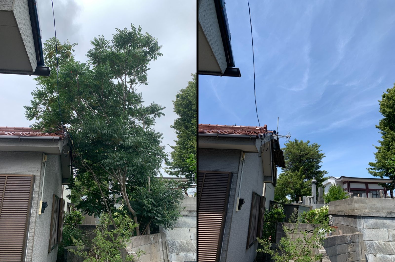 ハゼノキ伐採 施工前後。庭の全景。