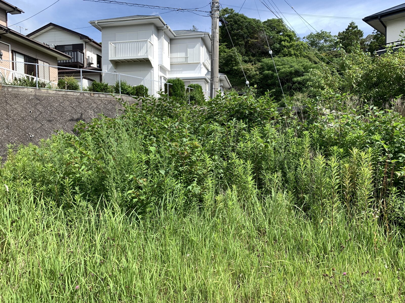 作業前・背丈を超える草に覆われた敷地